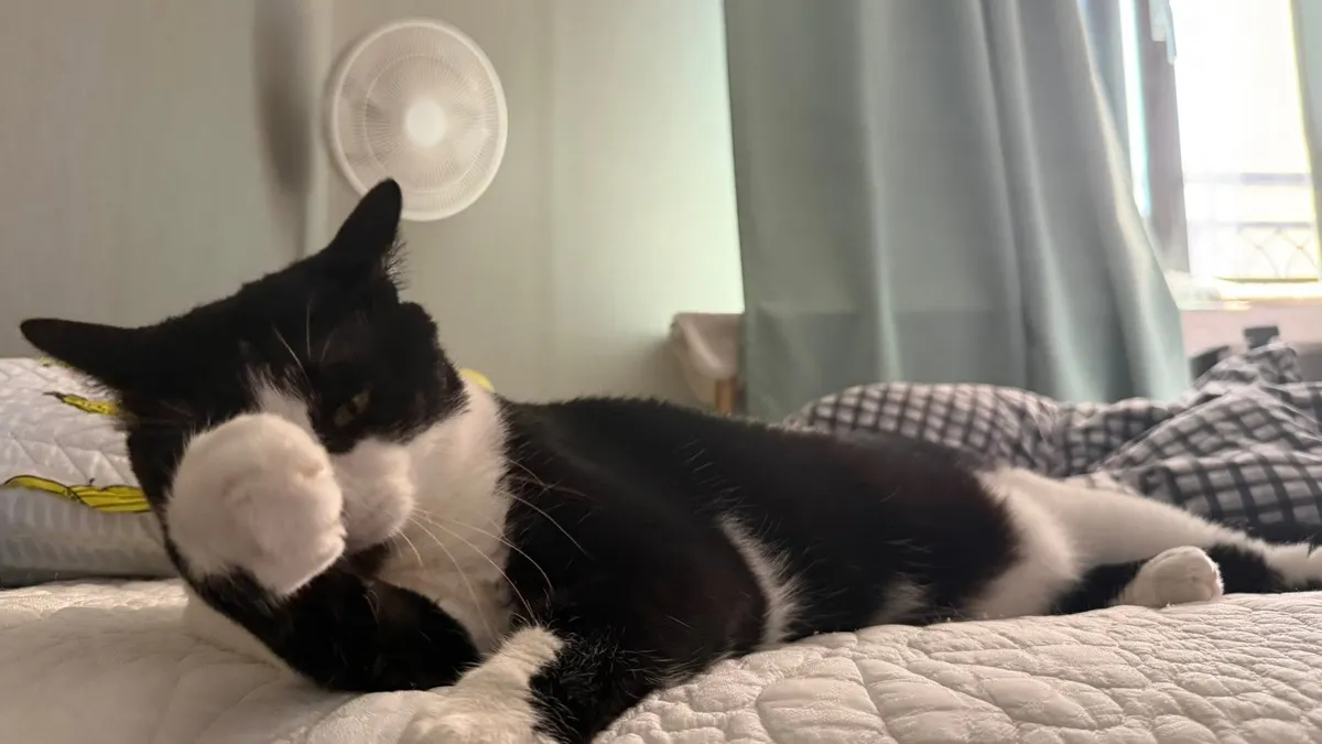 고양이 사진
