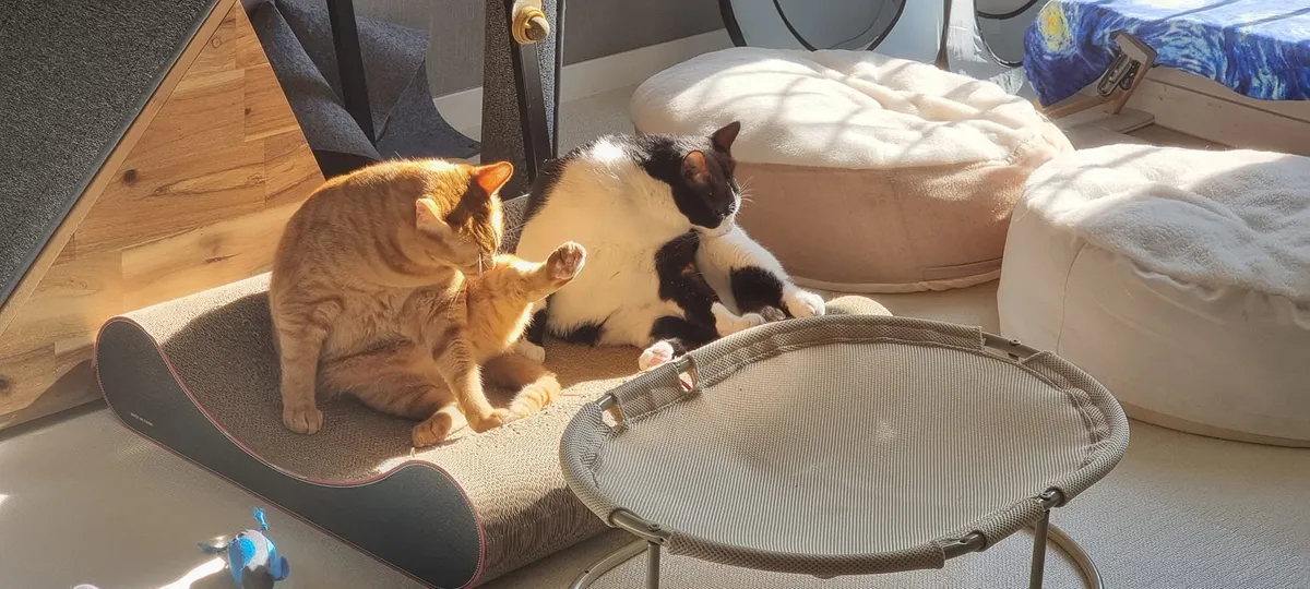 글에 첨부됐던 화면 캡처