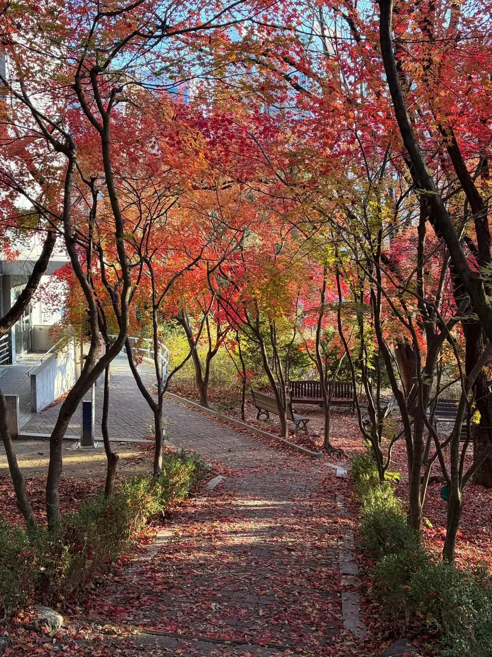 서강대 교정, 운동장 옆 작은길 게시물에 첨부된 사진