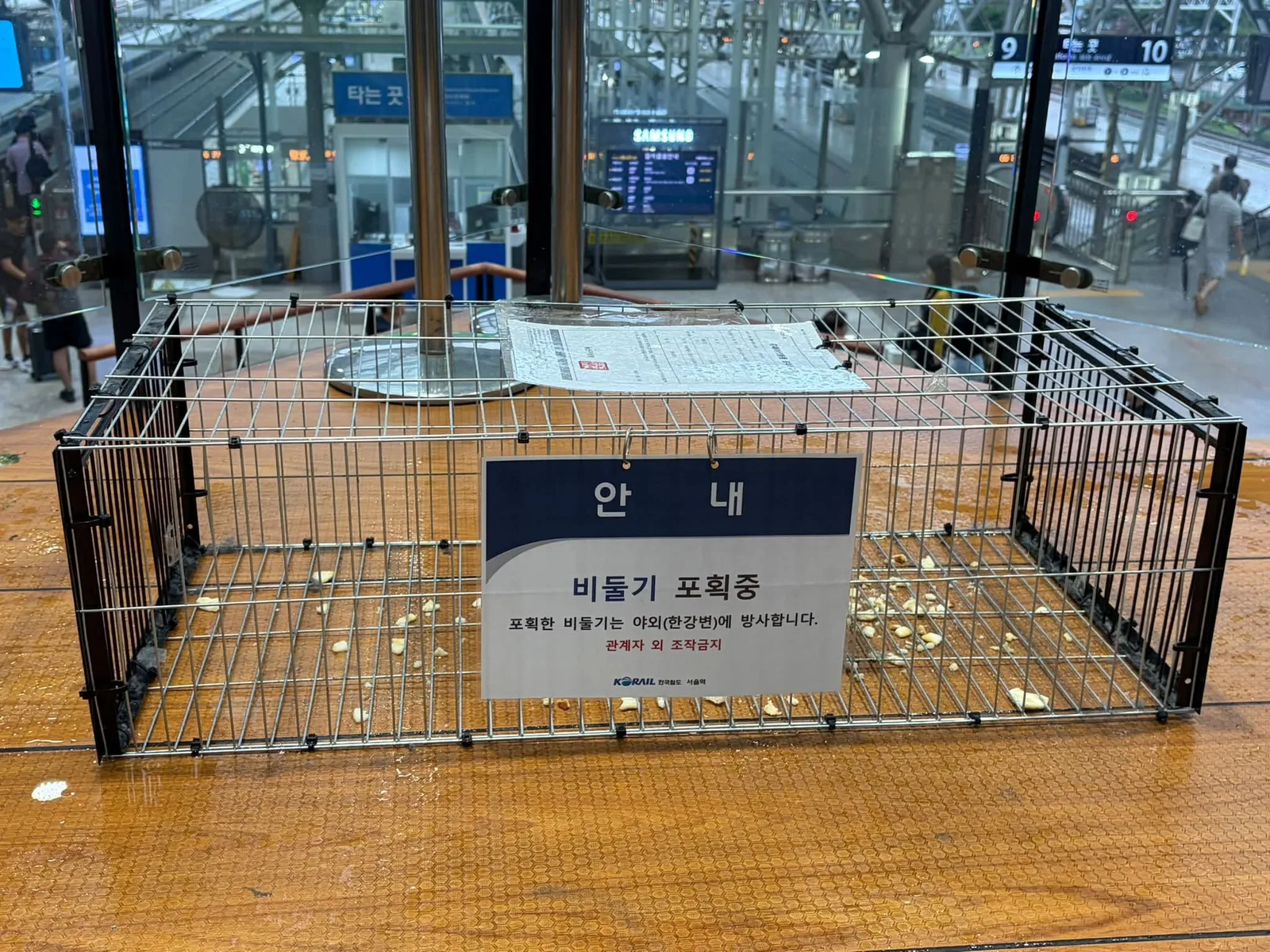 포획망 앞에서 고개를 갸웃거리던 비둘기 게시물에 첨부된 사진